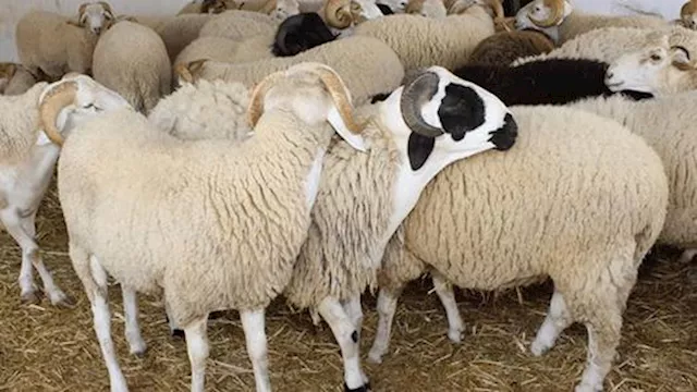 صكوك الأضاحي