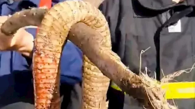 كوبرا فوق أشجار البرتقال.