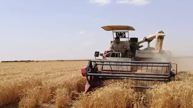 إنتاج القمح باستخدام النانو في الأراضي شديدة الملو