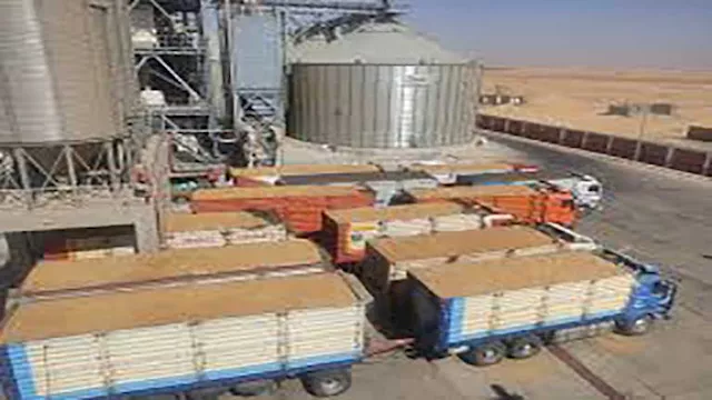 توريد القمح 