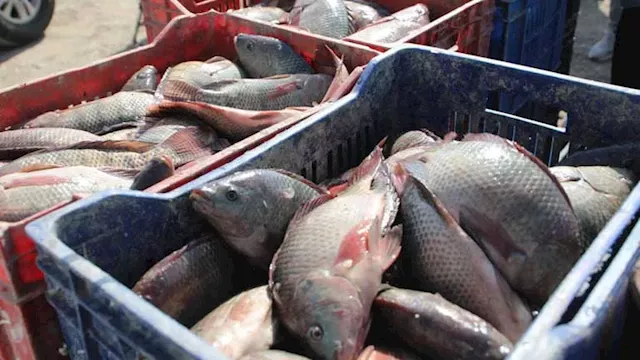 تصدير منتجات الاستزراع السمكي