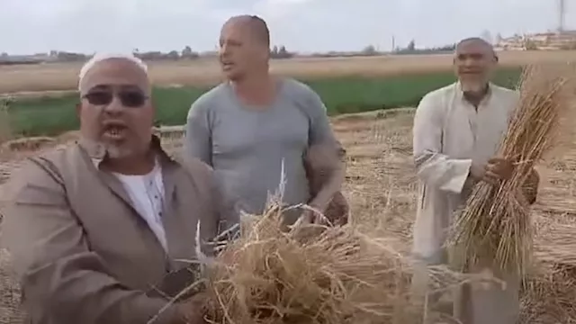 أصحاب محصول القمح