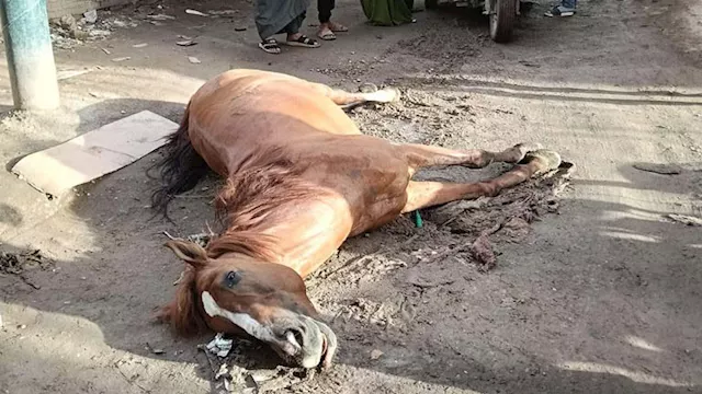 نفوق حصان بصعق كهربائي فى أبو كبير شرقية