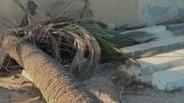 سقوط نخلة  - ارشيفية