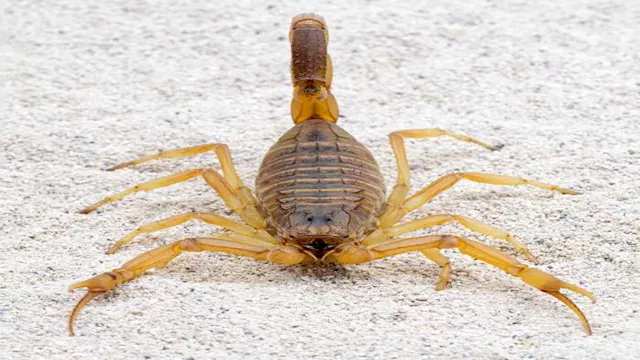 أنواع العقارب في صحراء الوادي الجديد 