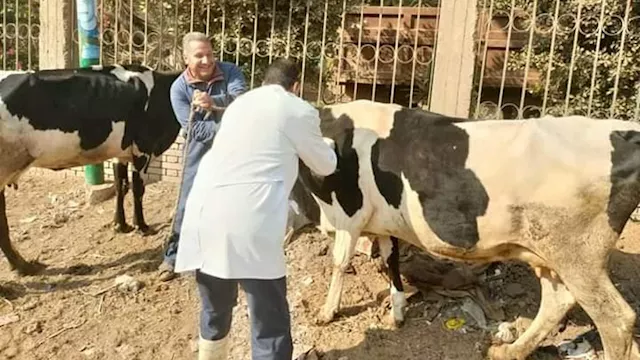 تحصين الماشية ضد الجلد العقدي