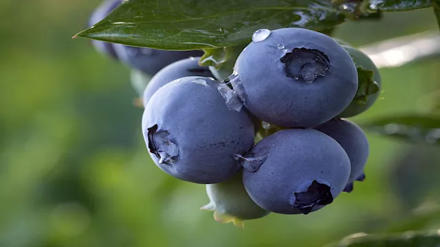 التوت الأزرق