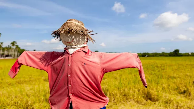 خيال المآتة