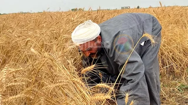 حصاد محصول القمح