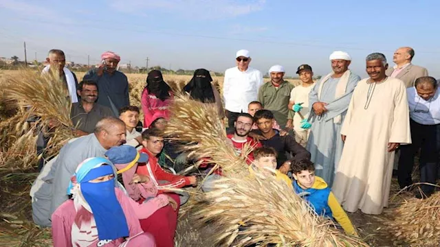 زراعة القمح بالمنيا