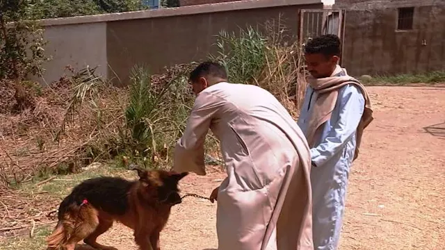 تطعيم الكلاب ضد السعار - ارشيفية