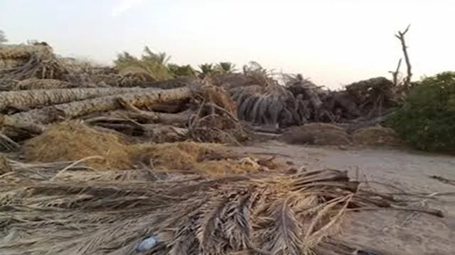 تدوير مخلفات النخيل بالوادي الجديد