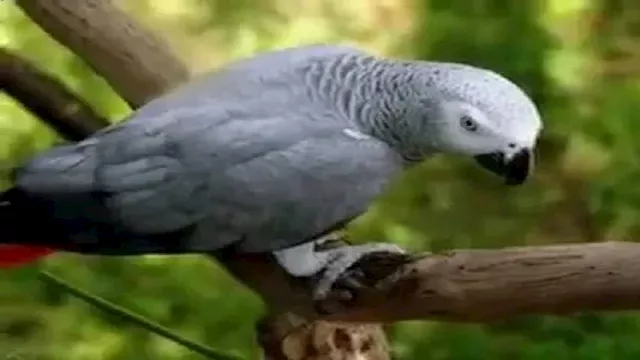 البغبغان