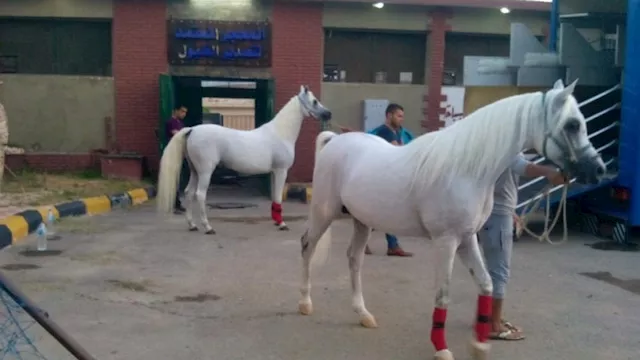 تدريب الخيول العربية