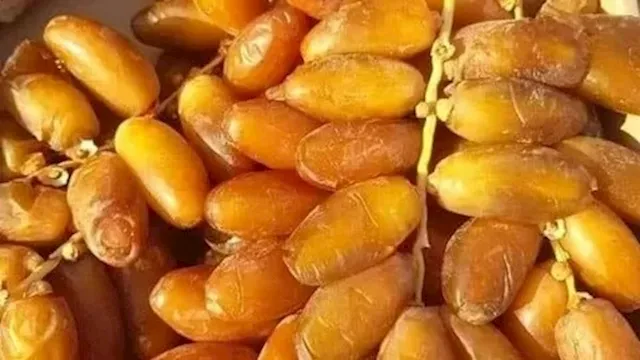 البلح