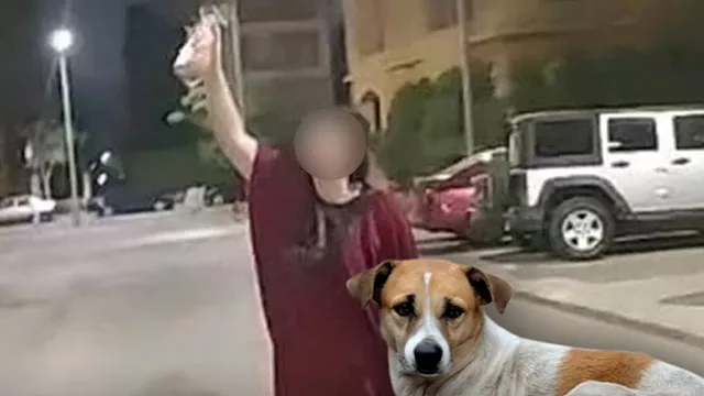 ضبط سيدة بالجيزة تضع مادة على طعام الكلاب