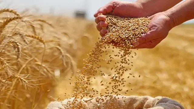 القمح