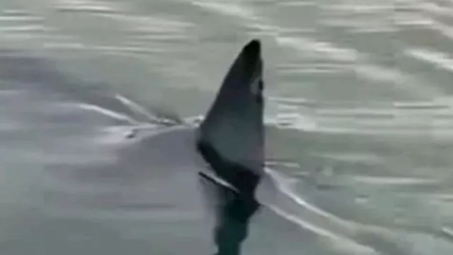 القرش الذي ظهر بالبحر الأحمر كان مرهقًا صحيًا بسبب