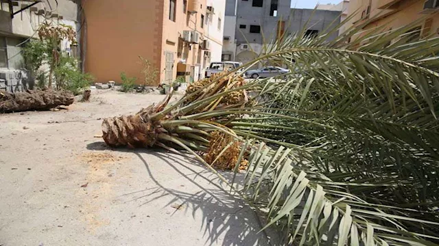 مصرع طفل سقطت عليه نخلة
