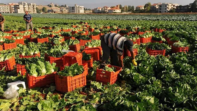 تحذيرات زراعية من آثار الحرارة المرتفعة على المحاص