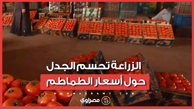الطماطم