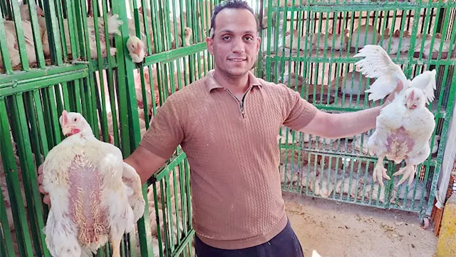 تاجر فراخ بسوهاج