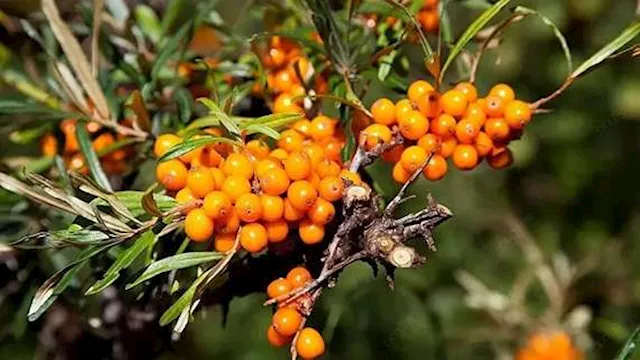  نبات ''الغاسول'' 