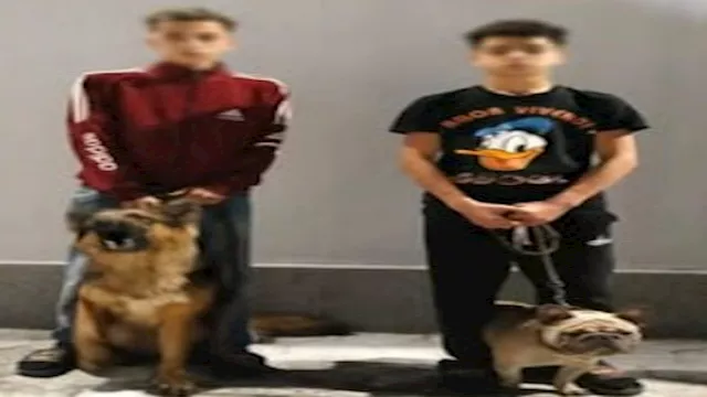 الداخلية تكشف لمابسات فيديو الكلاب المرعب في الجيز