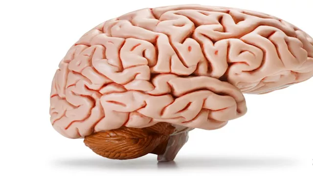 صحة الدماغ