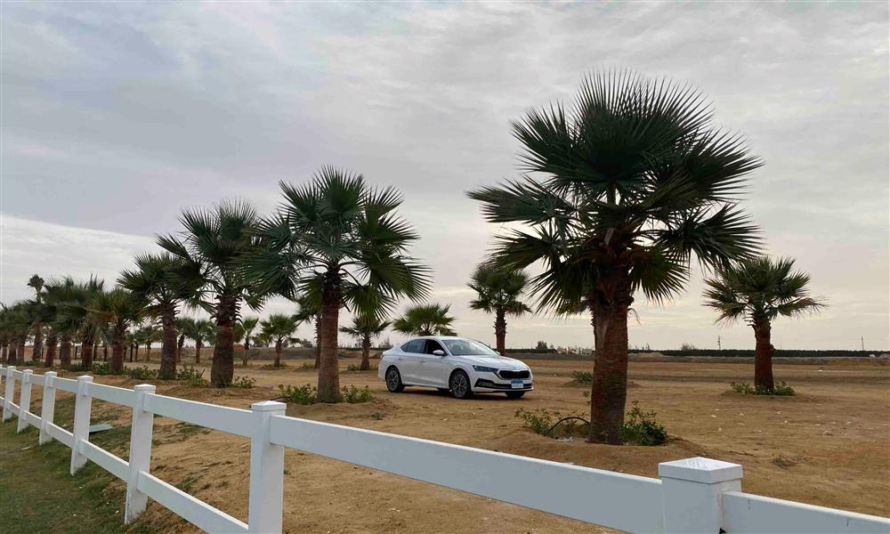 تجربة سكودا أوكتافيا - تصوير محمد الروبي 