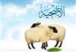 كيف تشتري الأضحية الشرعية؟