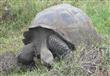 نجاة سلاحف عملاقة من الانقراض                                                                                                                         