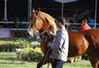البطولة الدولية للخيول العربية (8)                                                                                                                    