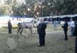 مهرجان الخيول العربي (2)                                                                                                                              