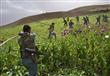 حقول الافيون فى افغانيسان - ارشيفية
