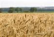 محصول القمح