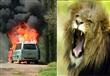 أسد يحتجز اسرة داخل سيارة تشتعل