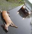 deer on the road