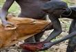 بالصور- طقوس ''الدونجا'' في اثيوبيا..قتال بالرماح وشرب دماء البقر الطازجة