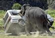 فيل يهاجم سيارة تقل سائحين في متنزه بجنوب إفريقيا 