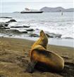 Silversea Cruises                                                                                                                                     