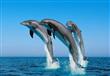 الدلافين 