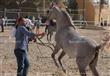 بطولة مصر لجمال الخيول العربية المصرية الاصيلة (4)                                                                                                                                                      