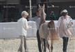 بطولة مصر لجمال الخيول العربية المصرية الاصيلة (39)                                                                                                                                                     