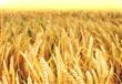  قمح محلي