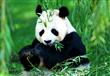 دب الباندا