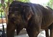 الفيل الأسيوي كريمة                                                                                                                                                                                     