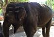 الفيل الأسيوي كريمة                                                                                                                                                                                     