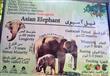 الفيل الأسيوي كريمة                                                                                                                                                                                     