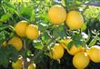 أشجار ليمون